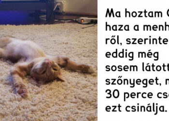 22 fotó, mely remekül mutatja, hogy mekkora értéke van annak, ha egy fedél nélküli állat új otthont kap