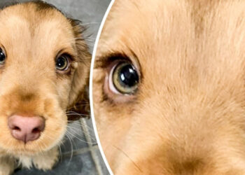 18 kisállat, amely első ránézésre összezavar, majd pedig elrabolja a szíved