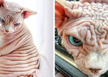 18 állat, aki megpróbált mérgesnek látszani, de túl cuki volt hozzá