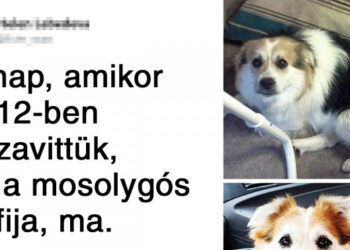 18 szeretetre éhes állat, aki az új gazdájának köszönhetően totálisan átalakult