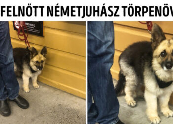 20 keverék kutyuska, aminél édesebb teremtést még nem hordott hátán a föld