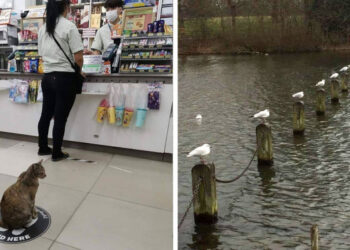 14 alkalom, amikor az állatok jobban betartották a társadalmi távolságtartást, mint az emberek