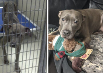 18 példa rá, hogy a gondoskodás és a szeretet miként változtatja meg az állatok életét