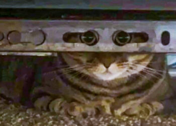 20 szőrös kedvenc, aki 007-es titkos ügynöknek képzeli magát