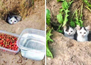 20+ kép, amelyből kiderül, hogy mennyi állat vágyik a támogatásunkra