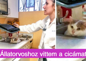 12 fénykép az állatorvosok életéről, akiknek apró életek ezrei vannak a kezükben