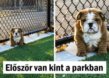 25 feltűnően különc háziállat, akik meghódítják a szívünket