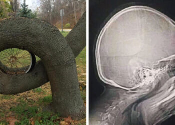 19 bizonyíték arra, hogy a hétköznapi dolgok néha nagy meglepetéseket tudnak okozni