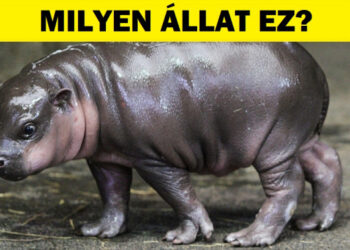 Teszt: Meg tudod tippelni, hogy ez a 15 bébi melyik fajta vadállat?