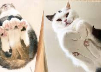 Néhány cicus, akit minél tovább nézünk, annál jobb