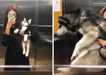 18 személy megosztotta, hogyan változtak a háziállataik az évek során, és nem tudjuk elhinni, milyen gyorsan felnőttek