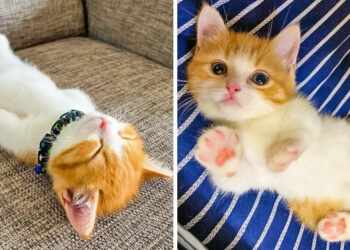 15 kép, amely igazolja, hogy macskák nélkül unalmas lenne az életünk