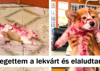 20 állat, akik szégyentelenül elkövetették piszkos bűncselekményeiket, és úgy néz ki, kicsit sem bánják
