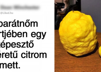 21 különleges tárgy és állat, amelynek a mérete ezúttal minden elképzelést fölülmúlt