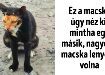 20 kutya és macska, akik olyan különlegesek, hogy nincs még egy belőlük a világon