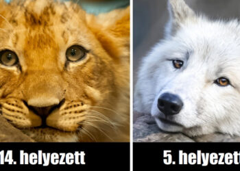 Az emberek megszavazták, hogy kik a föld legszebb állatai, és az eredmények csodálatosak