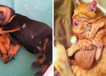 20 fotó, mely igazolja, hogy a legbiztonságosabb hely a világon az anyukád mellett van