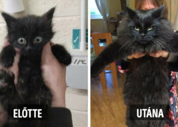 16 példa rá, hogyan változnak meg a macskák, mikor olyan emberekhez kerülnek, akik tényleg szeretik őket