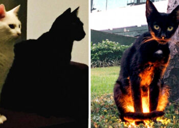 17 fotó, ami igazolja, hogy az élet nem ugyanolyan, ha van a házban egy fekete macska