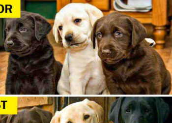 15+ fénykép, mely bemutatja, milyen édes lehet együtt megöregedni