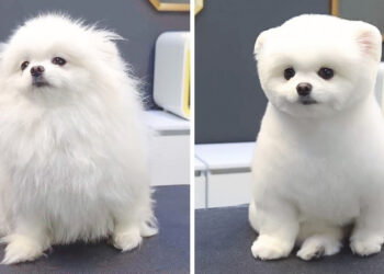 17 alak, aki kozmetikushoz vitte a kutyáját, és teljesen más állatot kapott vissza