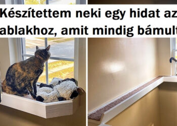 20 ház kedvenc, akik megtalálták az emberi lelki társukat