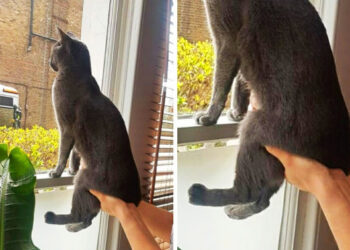 20+ elkényeztetett cicus, akinek túl jó dolga van a gazdája mellett