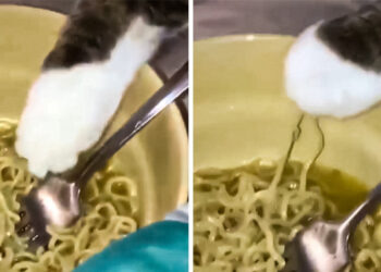 20 alak, akik macskát akartak, de bajuszos bajkeverőt kaptak helyette