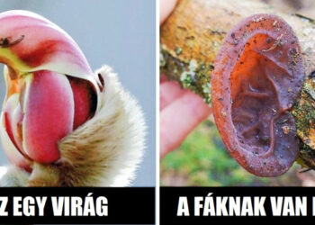 20 alkalom, mikor a természet megpróbált összezavarni minket, és tényleg sikerült neki