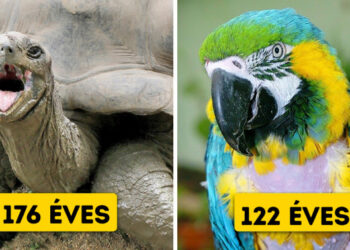 10 állat, aki meghaladta az élettartamát, és ezzel mindenkit meglepett