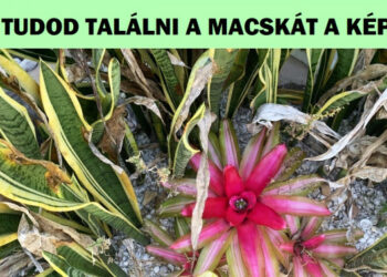 Teszt: Meg tudod találni az eldugott macskát ezen a 20 képen?