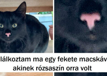 20 állat, aki igazi kincset kapott a természettől