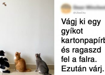 20 személy, aki egyszerű módszert talált a macskák szórakoztatására