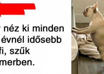 17 állat, akik teljesen úgy viselkednek, mint az emberek, csak mancsokkal