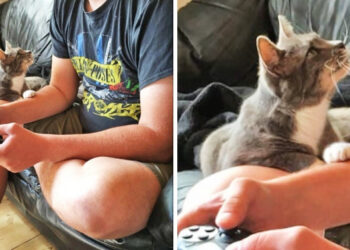 20 felvétel, mely után lehetetlen elképzelni az életet háziállatok nélkül