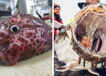 Az orosz halászblogger 20 újabb hátborzongató mélytengeri szörnnyel riogatja a világot