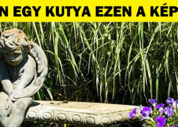 Keresd meg az állatokat, melyek úgy eltűntek, mint tű a szénakazalban