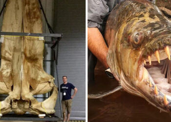 18 állat, amelynek a mérete nem e világi