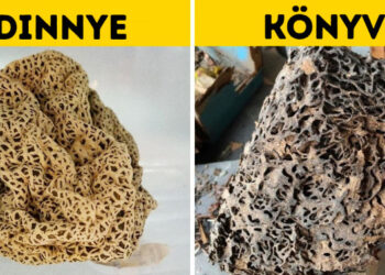 16 fénykép, mely felesleges mellébeszélés nélkül ad választ azokra a kérdésekre, hogy “mi történik, ha…?”