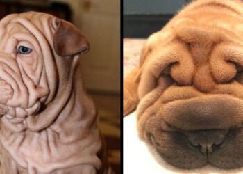 15 Shar Pei kutyus, akik bebizonyították, hogy a ráncos bőr is lehet imádnivaló