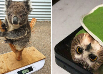 Állatgondozók osztottak meg 17 fotót arról, hogyan mérik meg az állatokat