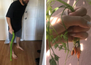 20 bizonyíték rá, hogy a kertészkedés világa tele van meglepetésekkel