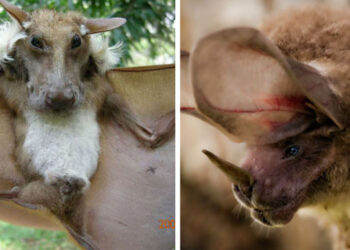 30 denevérfaj, amely iszonyatosan különbözik attól, mint amit megszoktunk