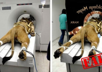 15 vírusos kép, amiről kiderült, hogy hazugság