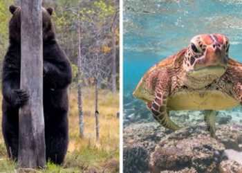 Ez a 30 állat lett a Comedy Wildlife fotópályázat döntőse, nézd a kilencediket