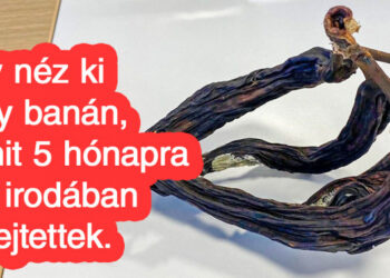 17 alak, akik egy véletlenszerű kísérlet szemtanúi voltak, és sok érdekes dolgot tanultak belőle