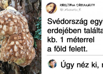 21 személy, aki furcsa dolgokra bukkant, és az internetezőkhöz fordult segítségért