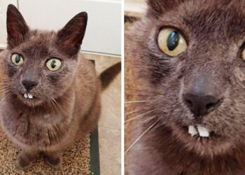 20 fénykép, amelyek egészen unalmasnak tűnnek, de csak amíg észre nem veszünk rajtuk egy apró részletet