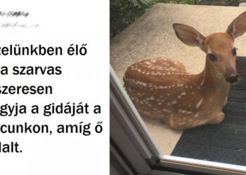 17 állati betolakodó, akik figyelmeztetés nélkül beragyogták az életünket