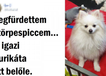 17 fénykép, mely bizonyítja, hogy az állatok és a víz egy összeegyeztethetetlen mérkőzés